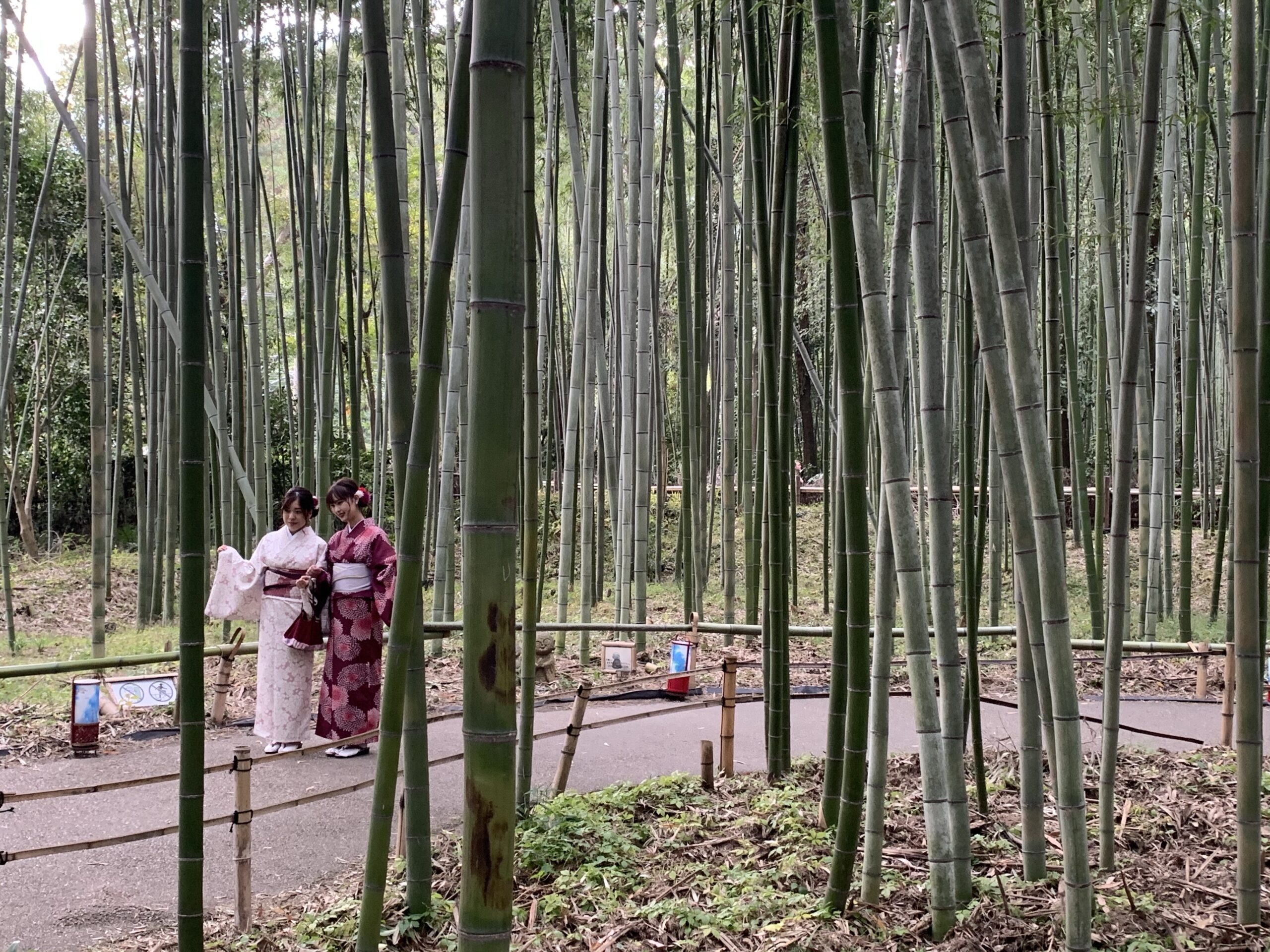 Japan 🇯🇵: an introduction by rail 🚆 – Kyoto, Hiroshima, Miyajima, Niigata, Tokyo